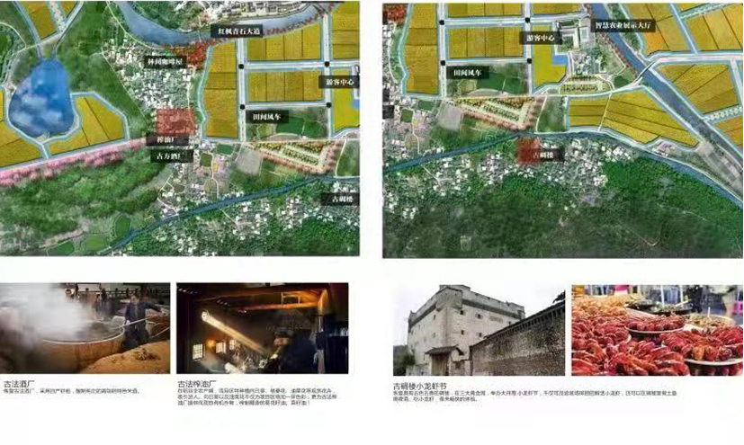 陈江虾稻连作效果图.png