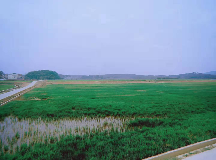 虾稻连作项目实景图.png