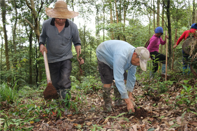 南药种植基地内，村民正在种植南药。.JPG