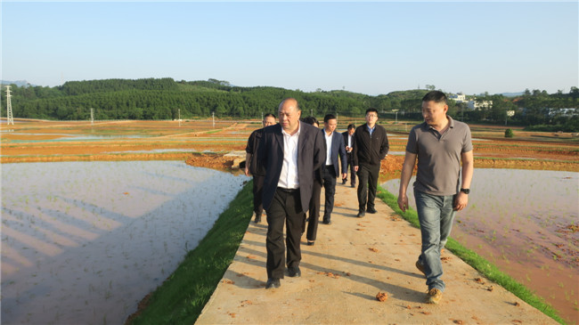陈来安一行实地调研浈江犁市黄塘村水田垦造项目.JPG