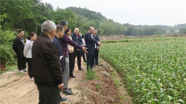 调研组在陈江玉米基地与项目负责人进行探讨.jpg
