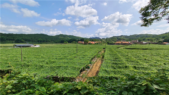 花坪镇供港蔬菜示范基地1.jpg