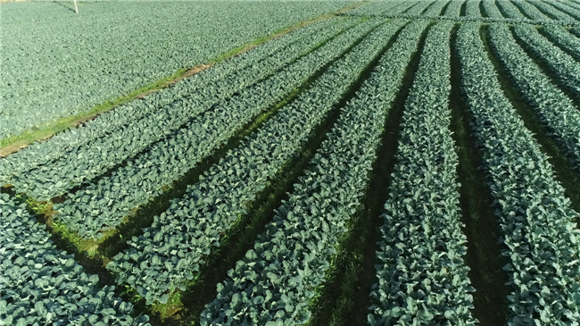 三雄农场种植的成片西蓝花.png