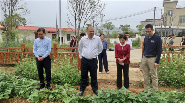 陈来安一行深入新韶镇东山村松树下村小组察看撂荒地复耕复种红薯长势.jpg