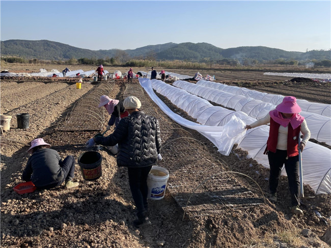 村民在流转成片的土地上种植起了赤松茸。.jpg