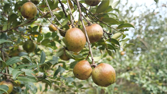 圆润饱满的油茶果挂满枝头.png