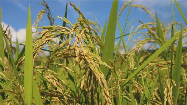 基地第二、三季度种植的稻子.png