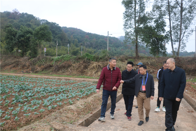 调研组在湾头村实地察看西兰花冬种示范项目情况.JPG