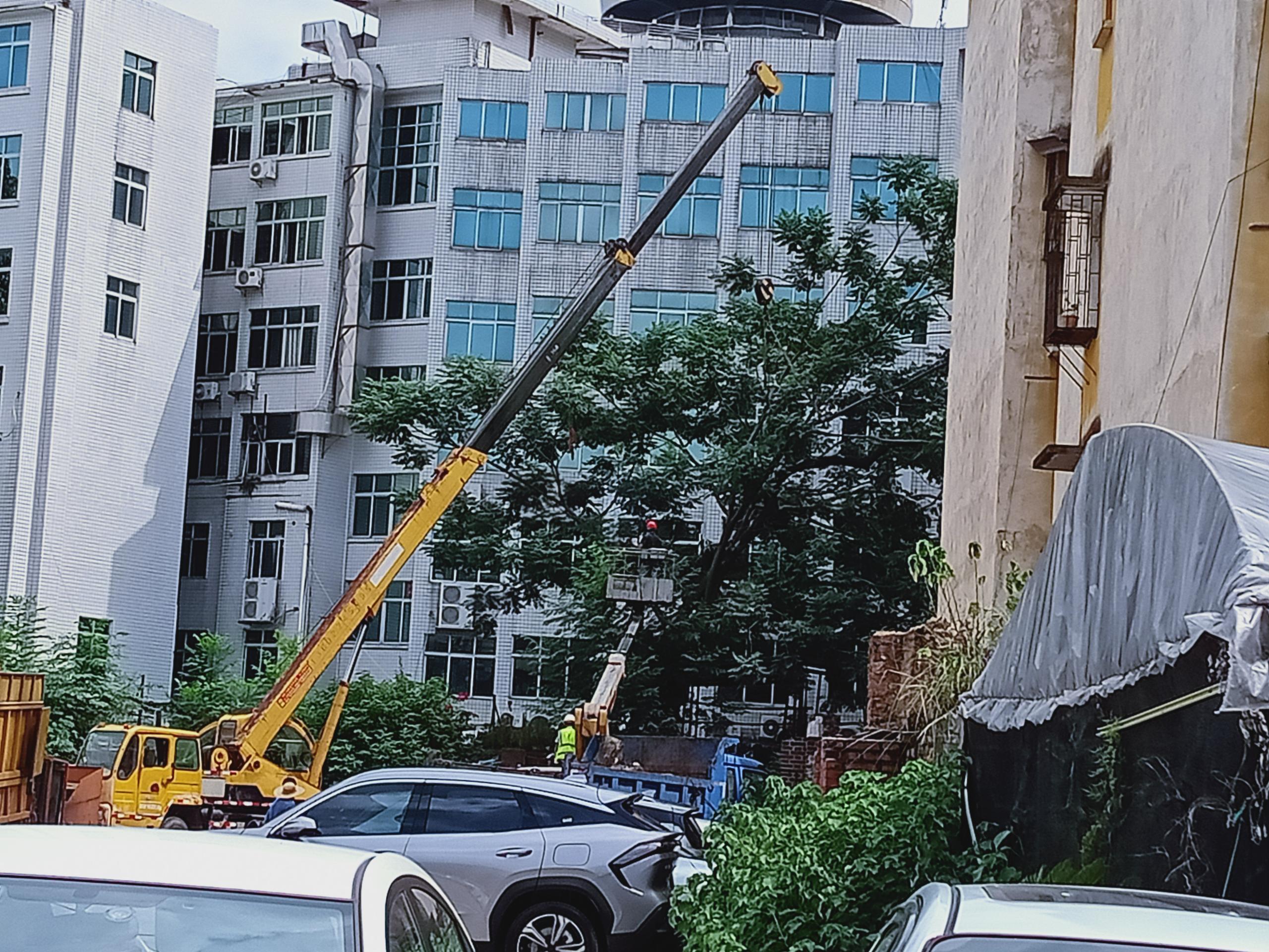 园前路14号砍除杂树-1.jpg