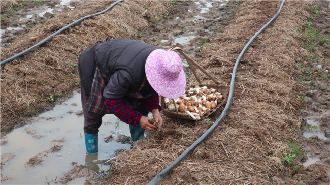 当地村民正熟练地采收。2.JPG