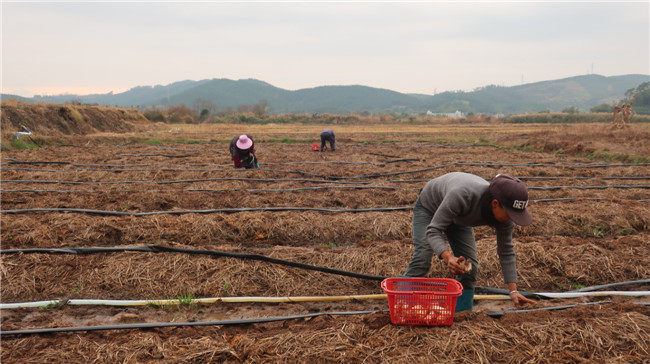 当地村民正熟练地采收。.JPG