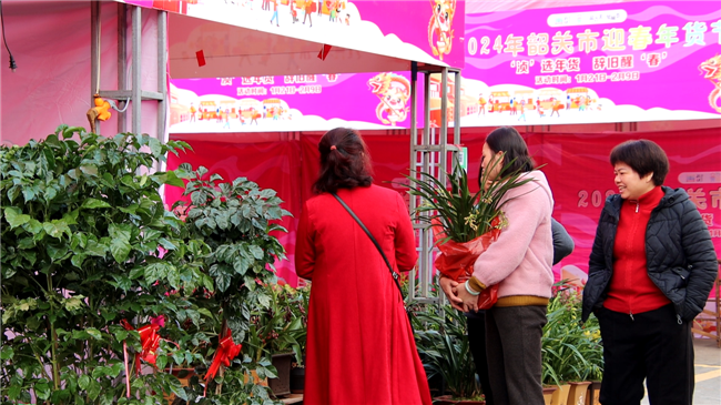 市民在北江绿化广场迎春花市购买年花1.png