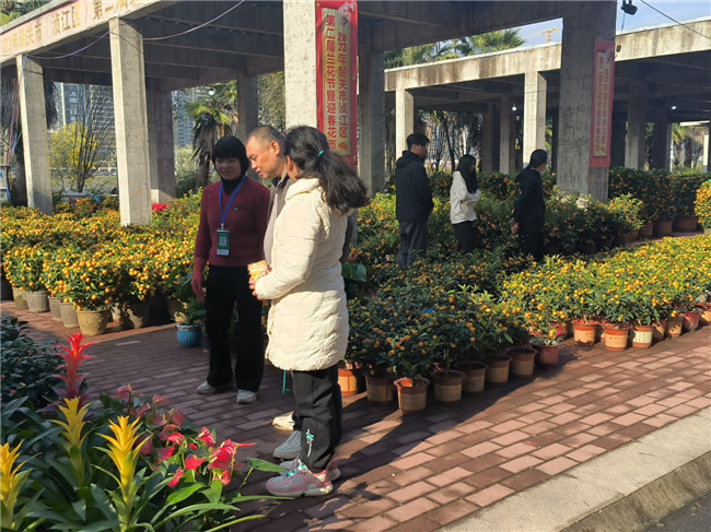 市民在浈江区第三届兰花迎春花市购买年桔.jpg