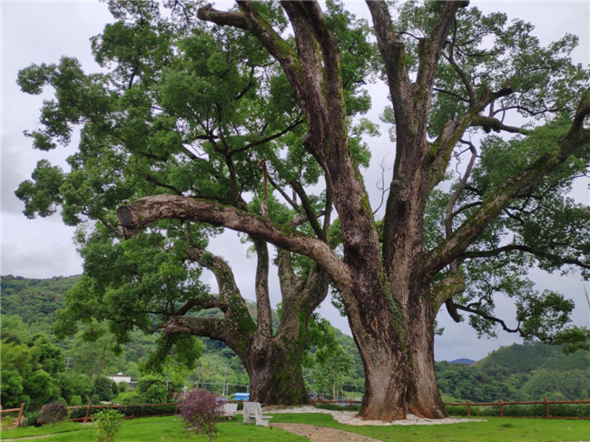 奎塘村樟树林公园.jpg