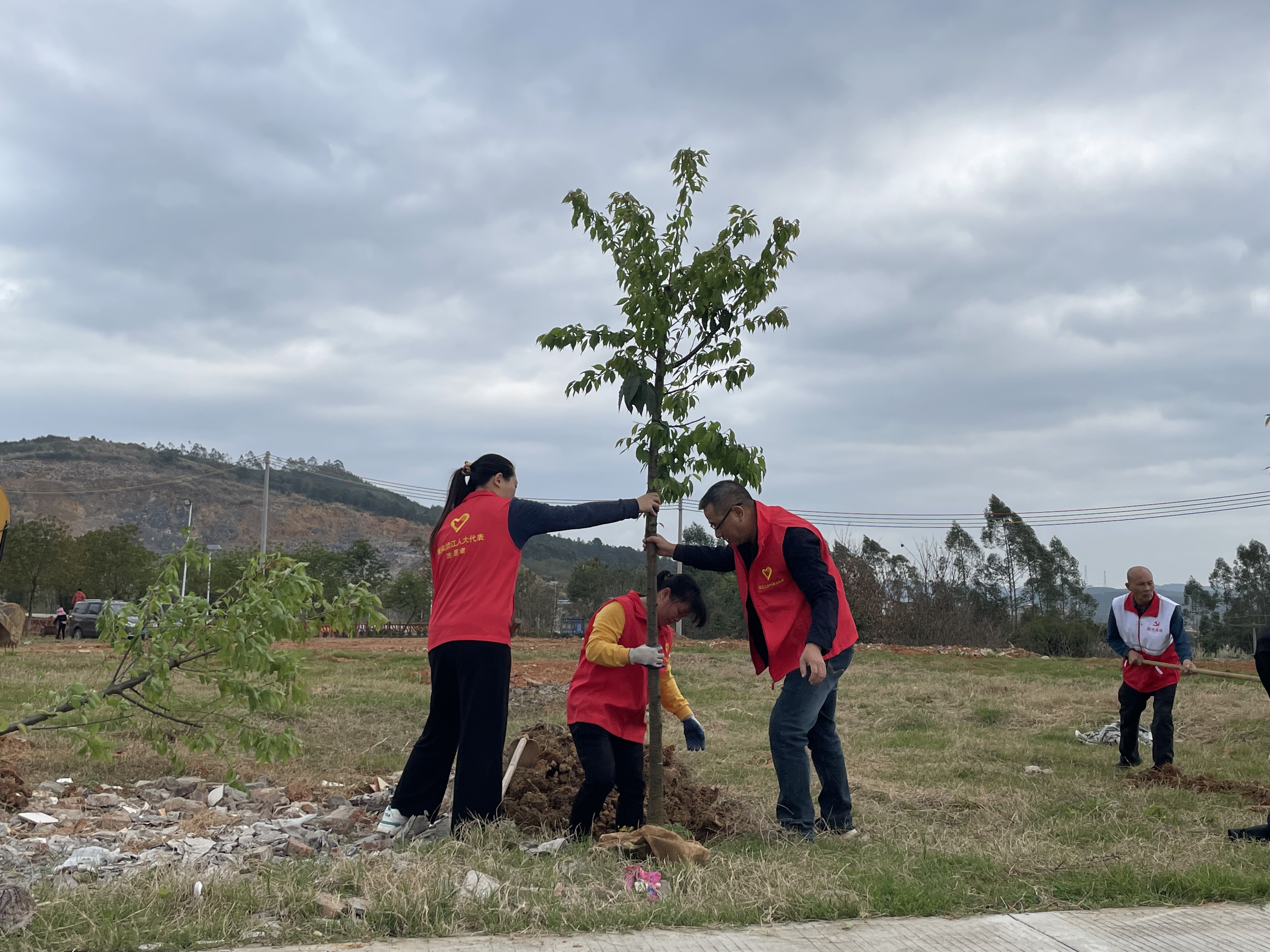 2月18日，犁市镇人大代表在黄塘村植树点种植樱花树2（拍摄人：史丽如）.jpg