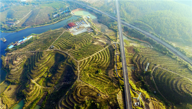 友丰省级现代油茶农业产业园。.png