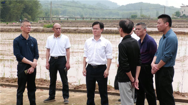 鲁锦锋一行在十里亭镇湾头村实地察看水毁农田复耕复种情况.jpg