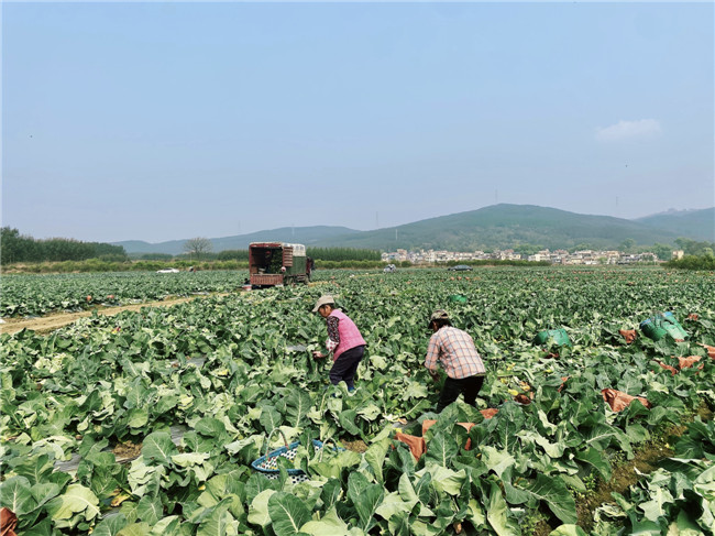 内腾村的大型规模化蔬菜种植基地.jpg