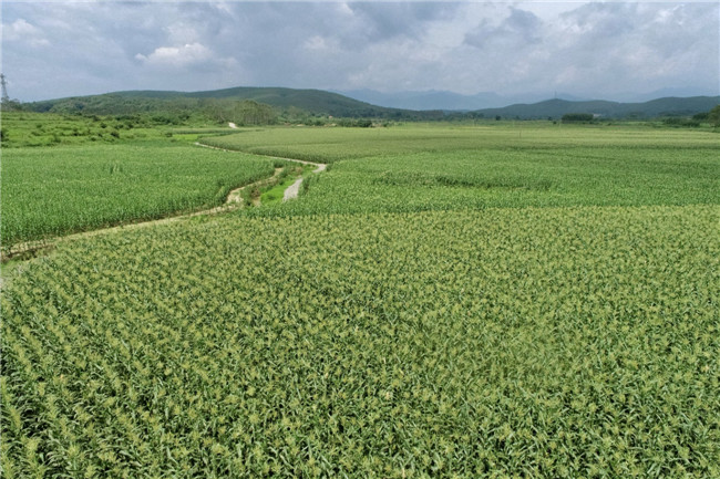 内腾村千亩玉米基地.jpg