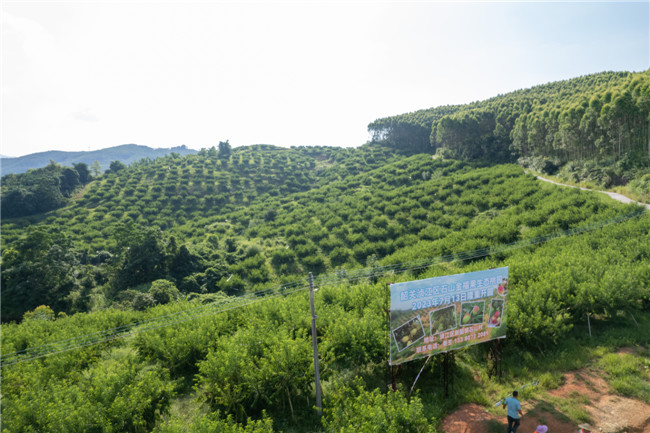 新韶镇石山村福果生态桃园。.jpg