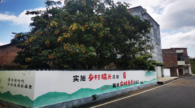 上坝村村民庭院里种植的黄皮树.jpg