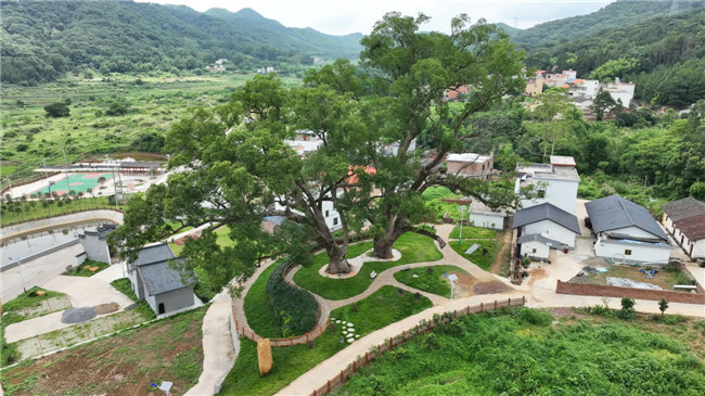花坪镇奎塘村连理樟树王.jpg