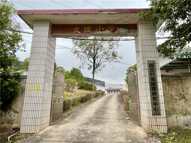 原新韶镇大陂小学旧校舍化身兰花培育基地2.jpg