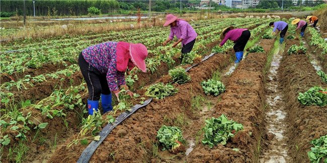 村民在栽种草莓苗.jpg
