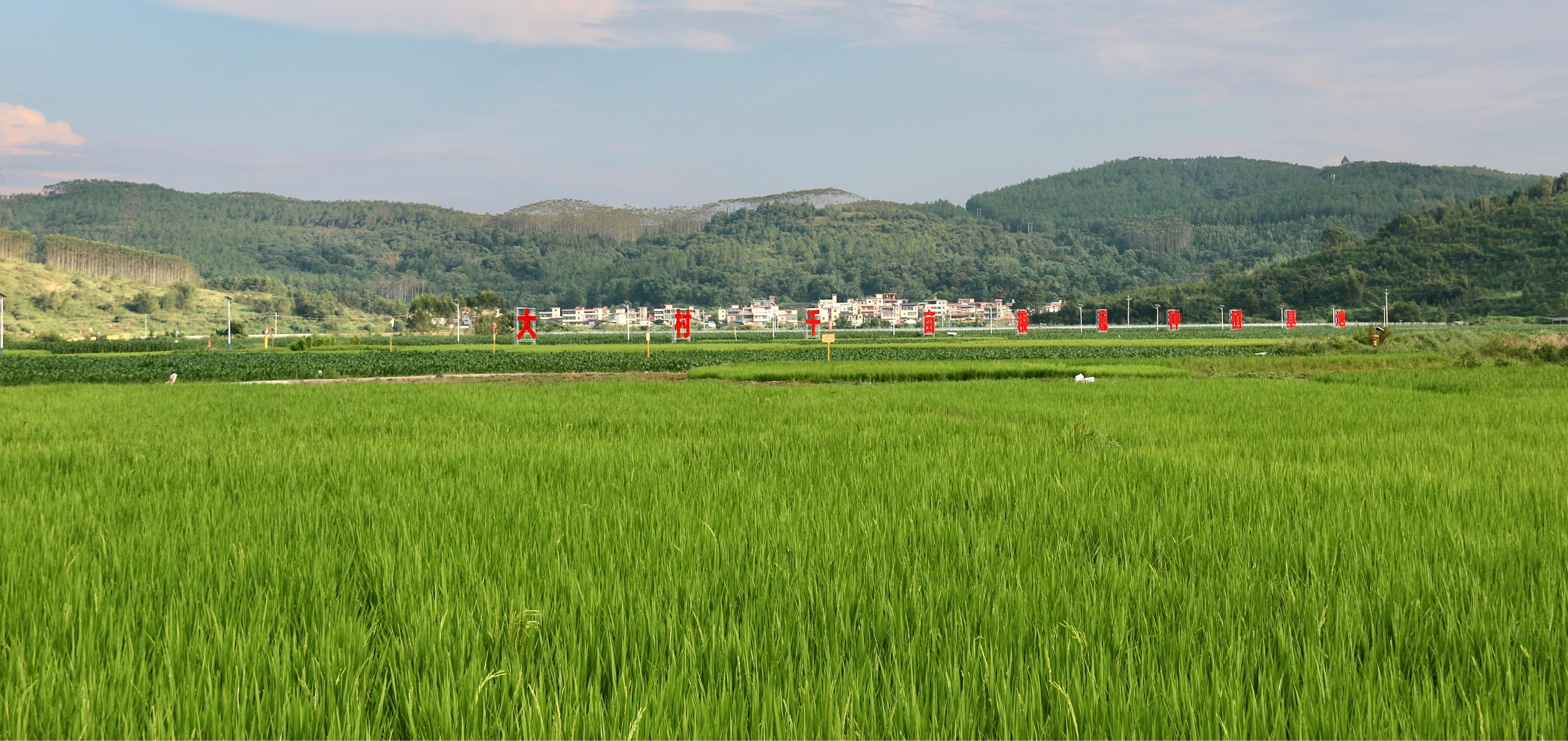 大村千亩粮蔬种植基地基地。.jpg