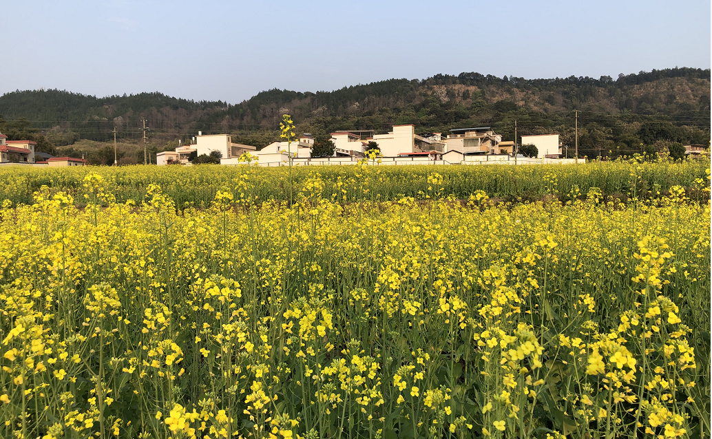 花坪镇:油菜花又盛开 助力乡村振兴