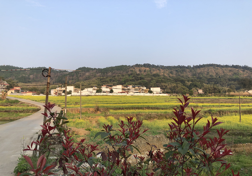 花坪镇:油菜花又盛开 助力乡村振兴