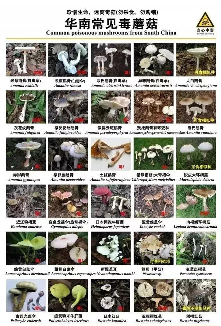 韶关市浈江区食品安全委员会办公室风险提示:谨防误食